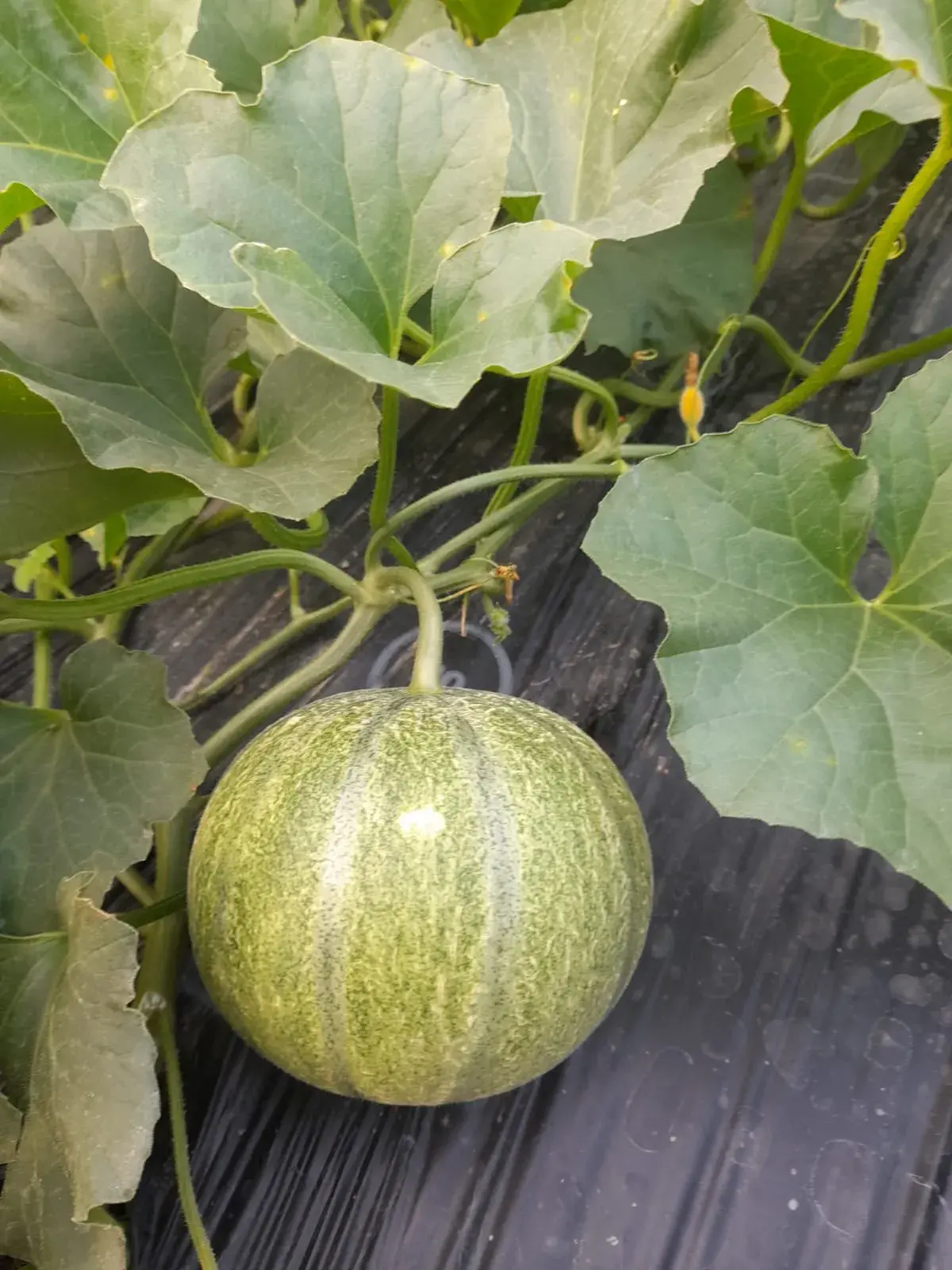 melon