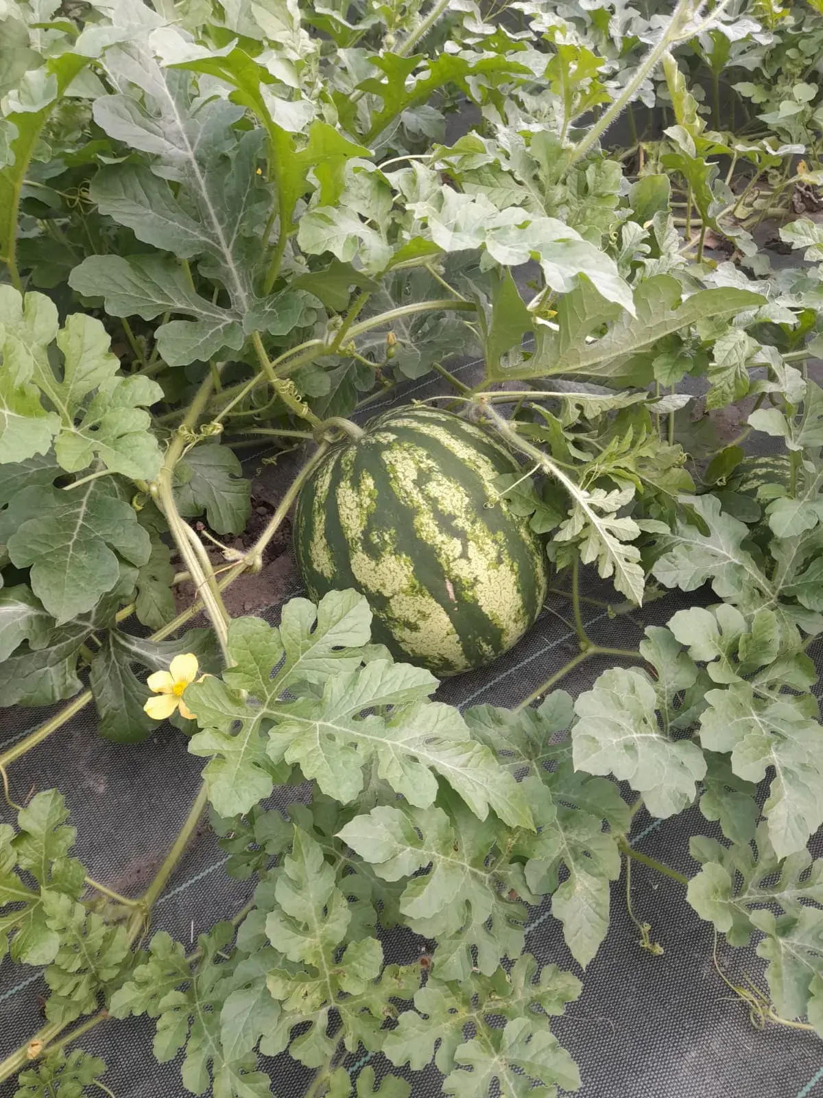 les premières pastèques