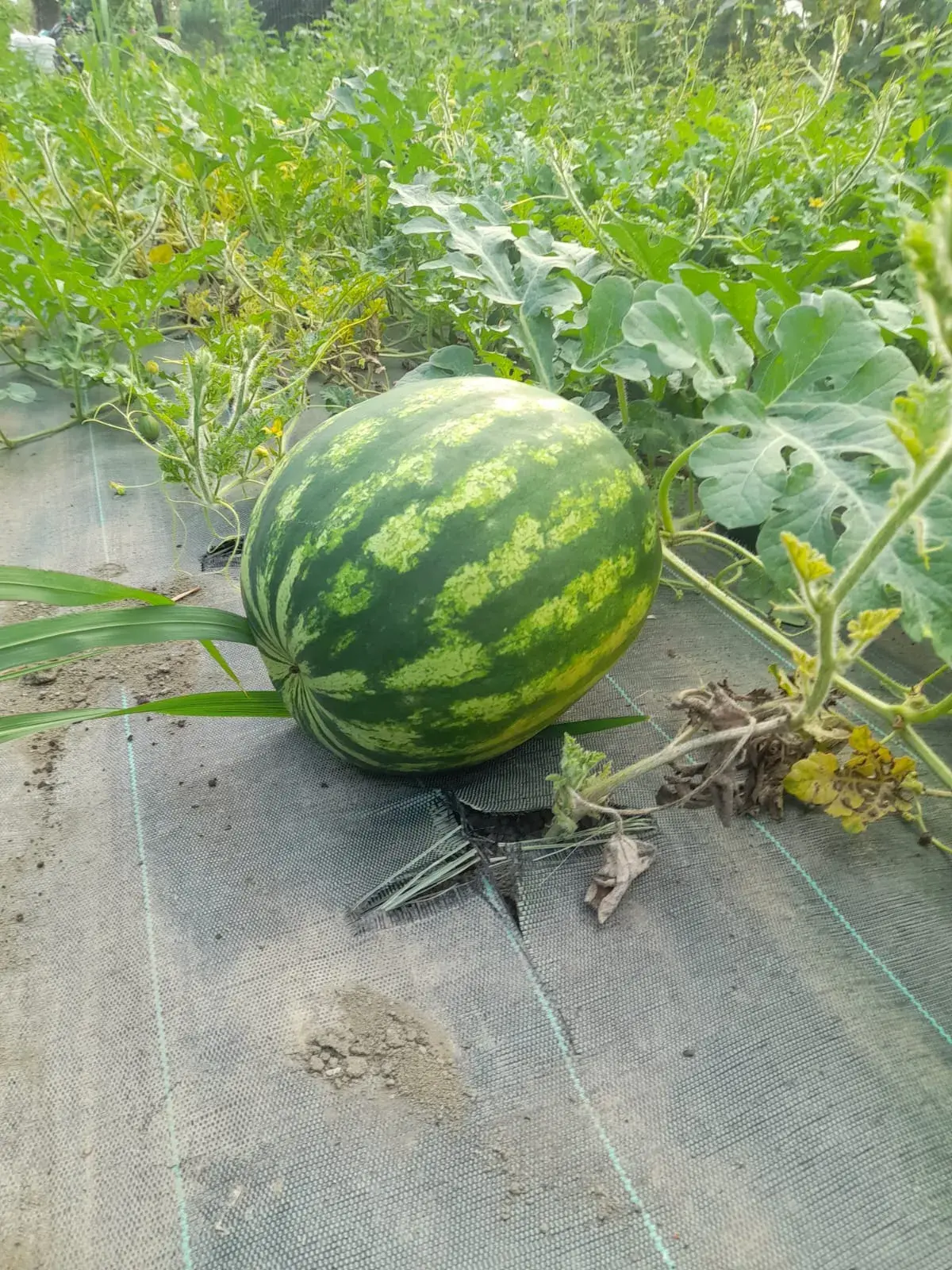 les premières pastèques
