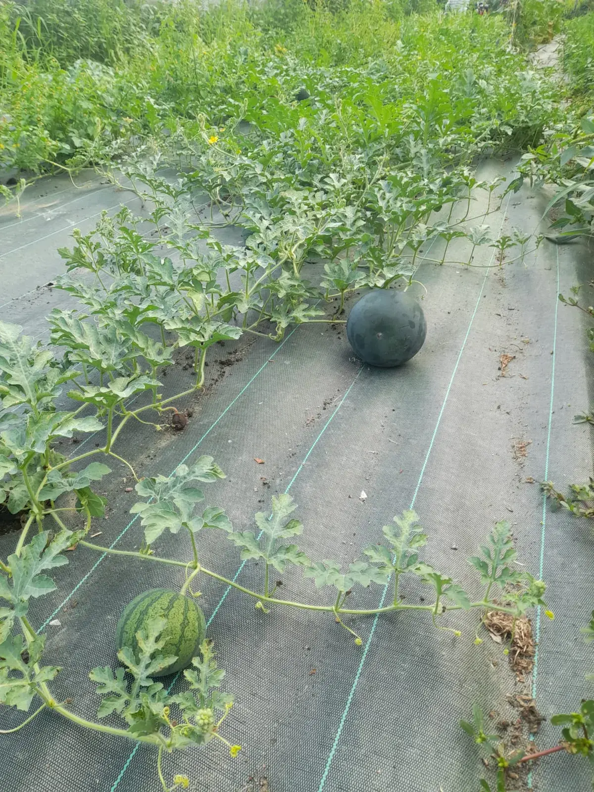 les premières pastèques