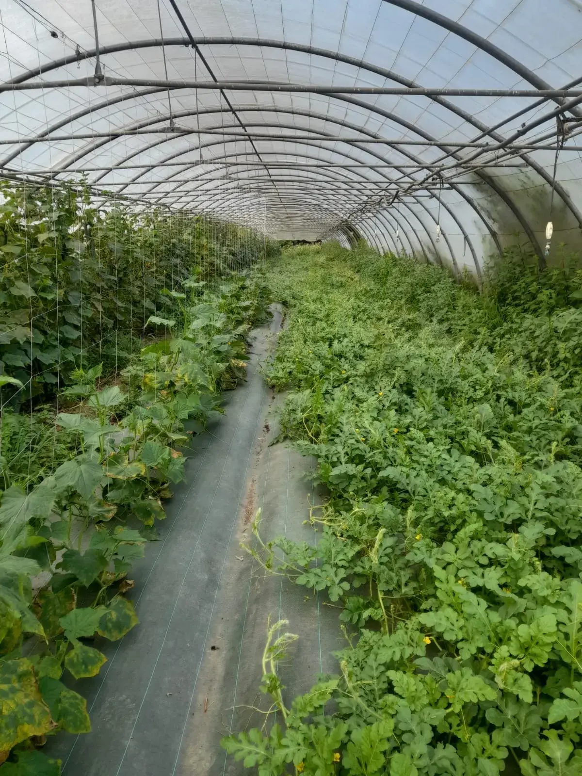 Plants de pastèques