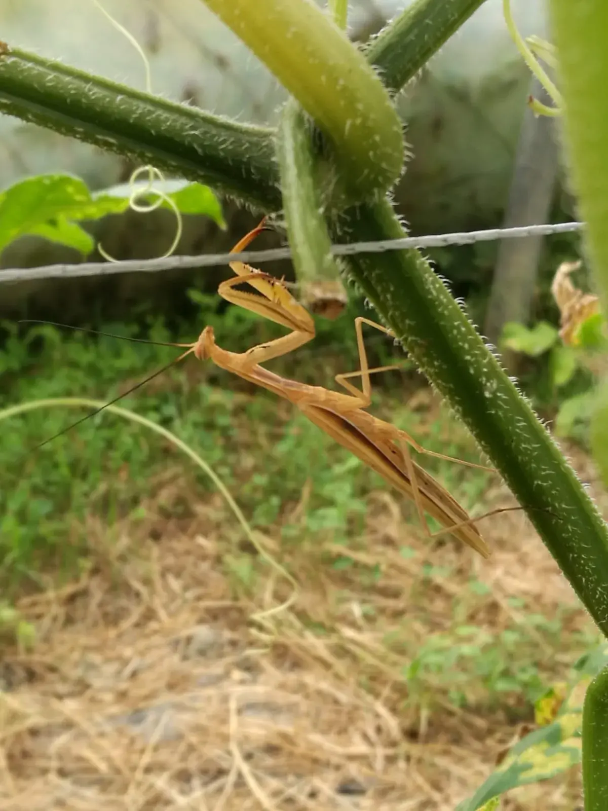 Belle mante religieuse beige