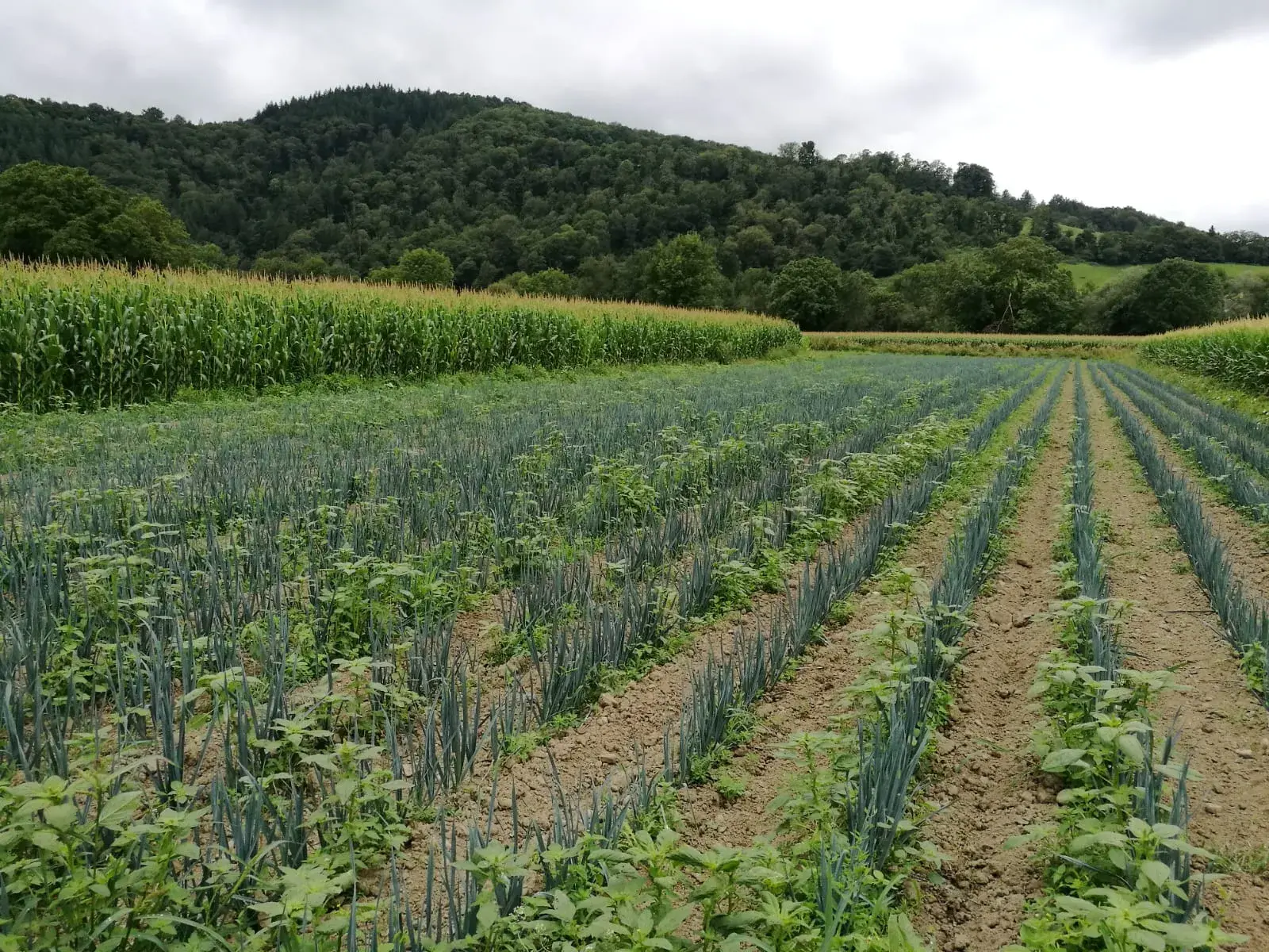 Champs de poireaux d'hiver
