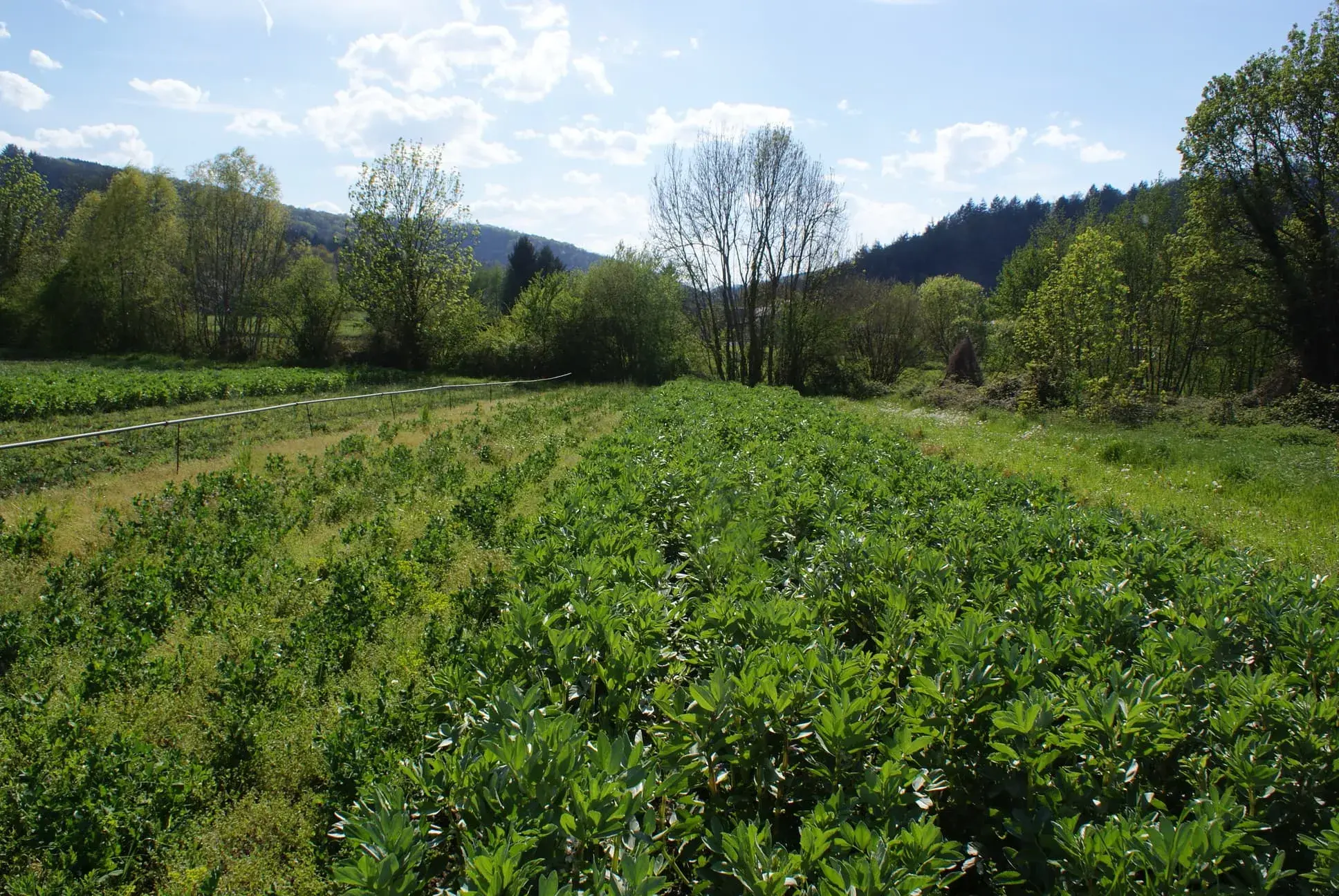 Vue large sur le champs de haricot