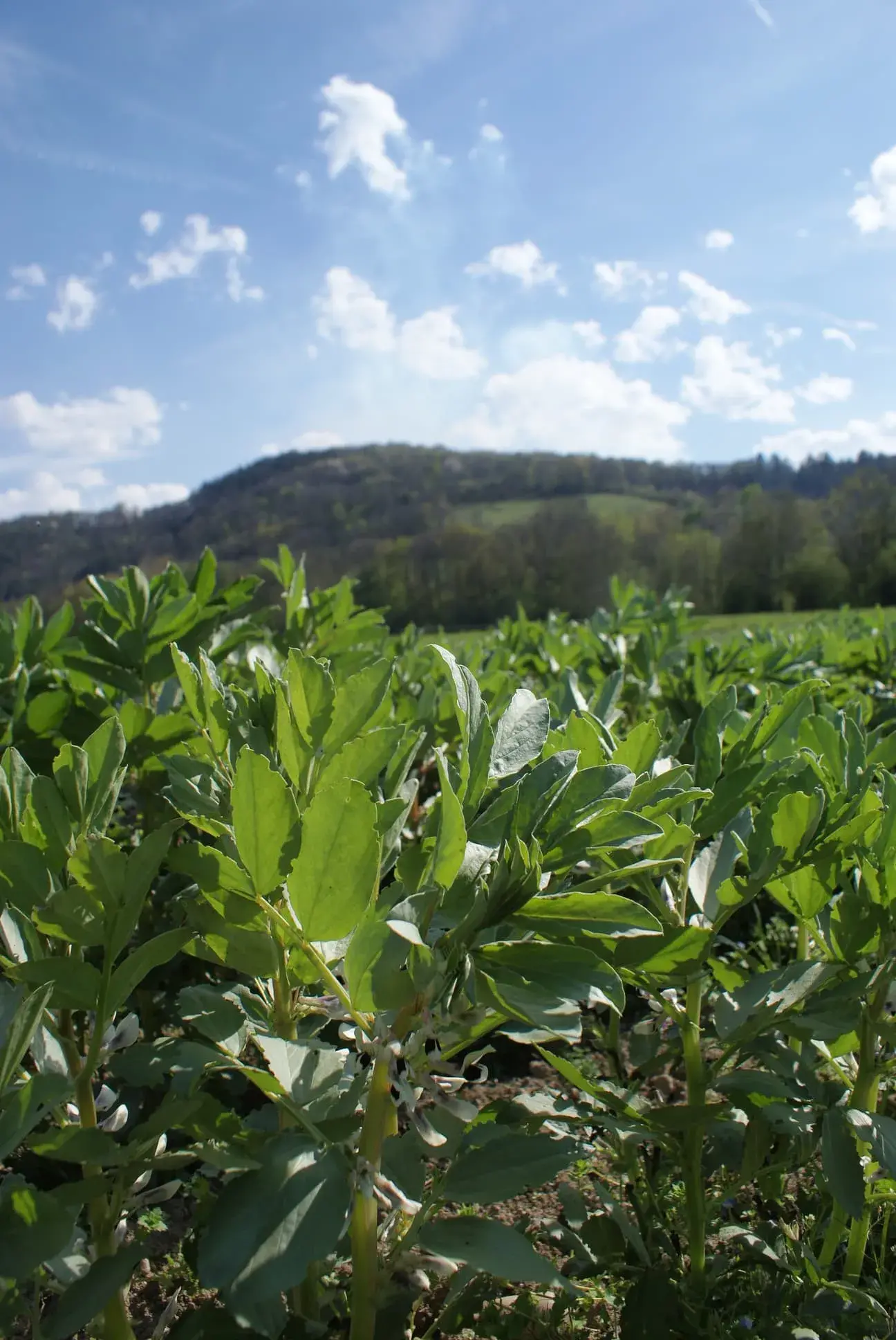 Feuilles de plant de haricots
