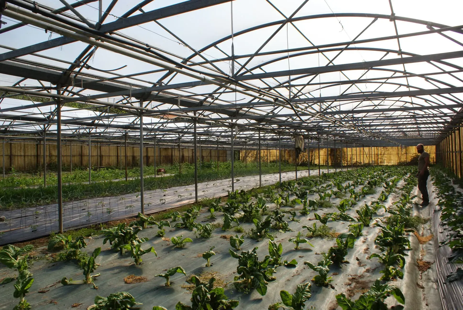 Plants de blettes en serres