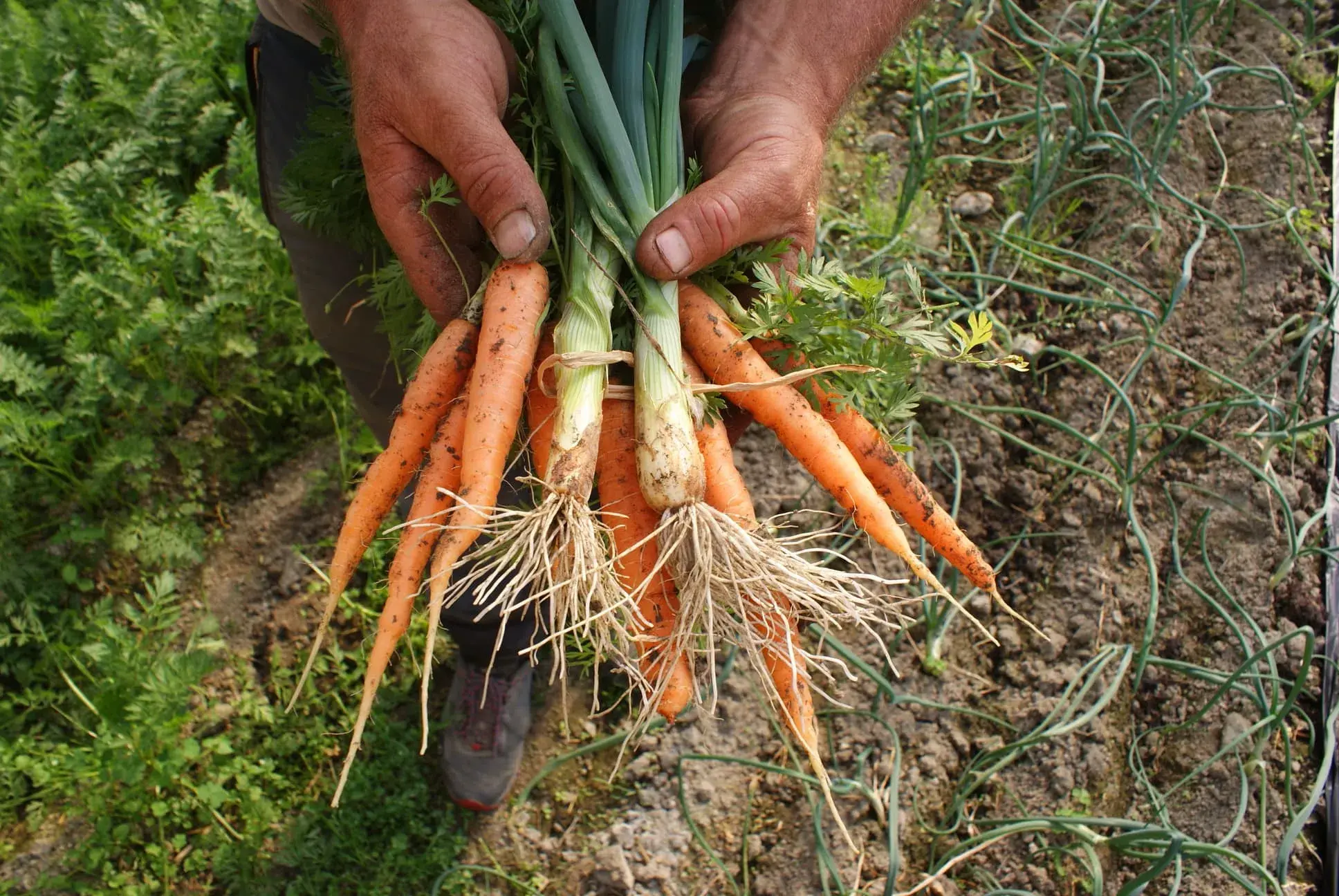 Carottes et Poireaux