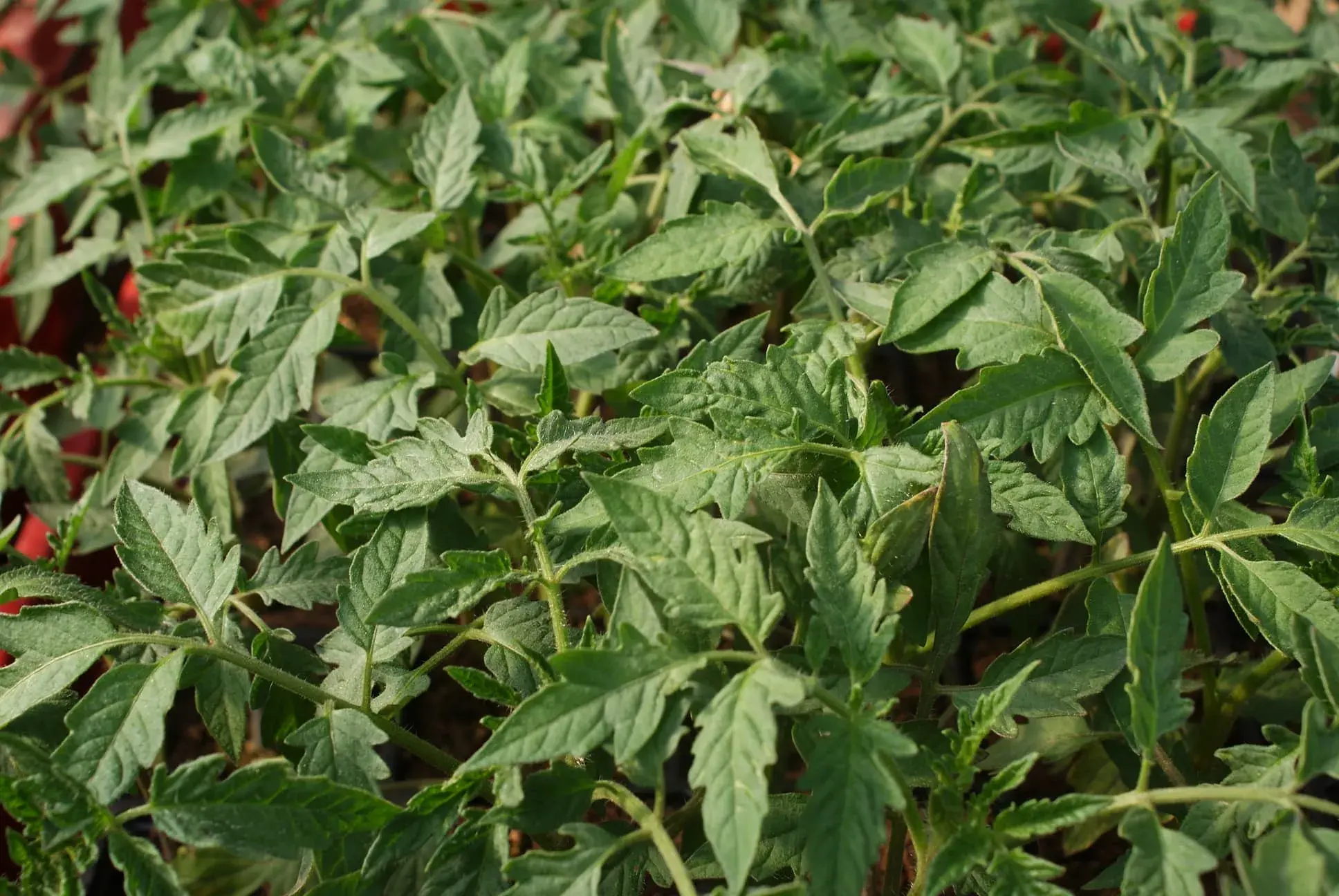 Semis de plants de tomates