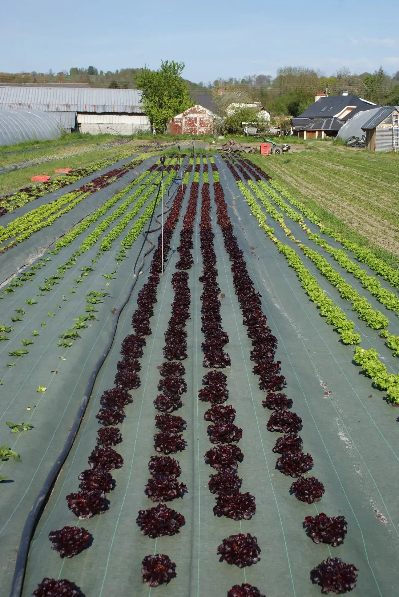 Rangées de jeunes salades