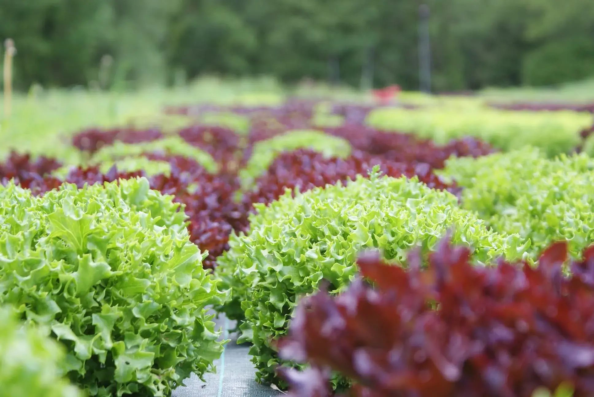 Zoom sur les salades