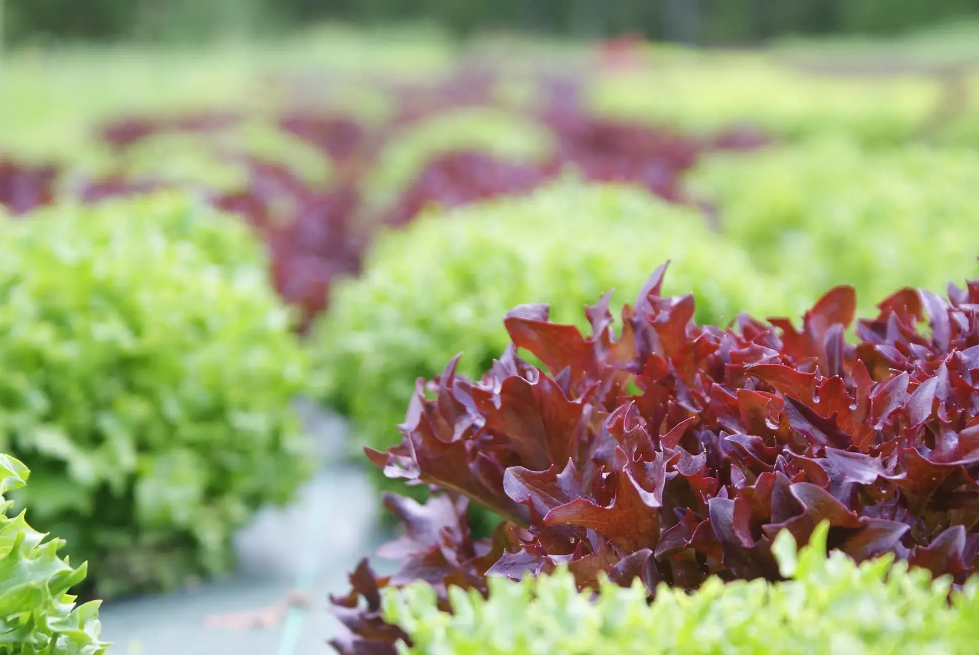 Couleurs des salades