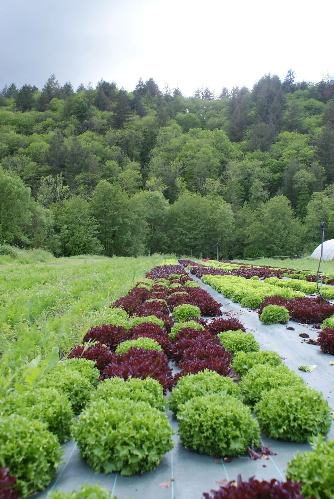 Salades et forêts