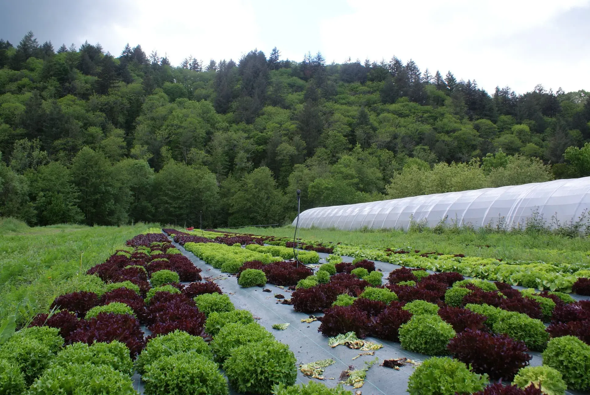 Salades surplombées de la forêt