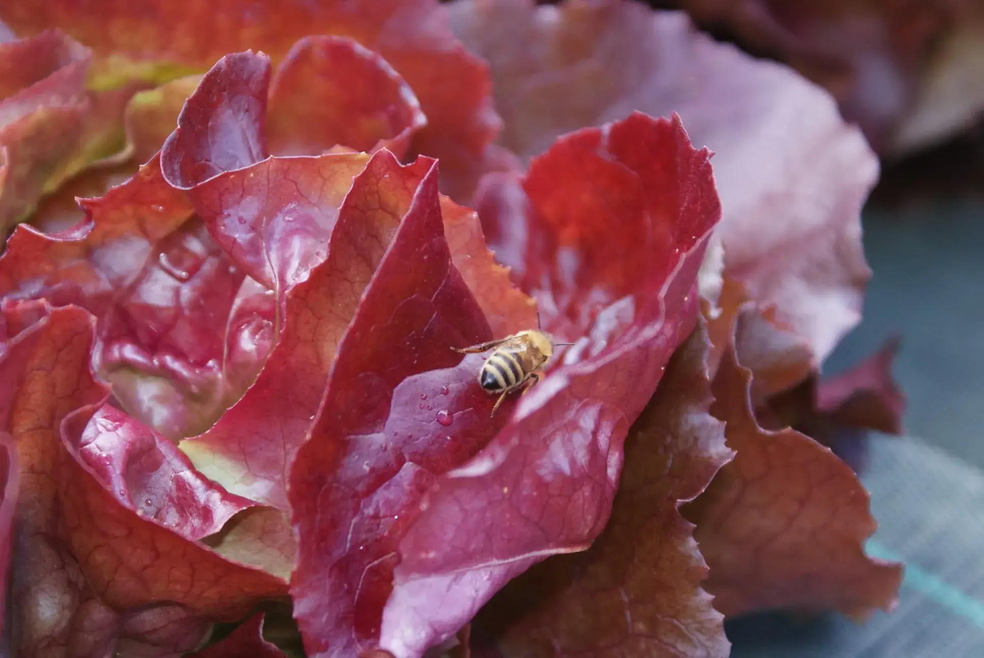 Une abeille boit dans une salade rouge