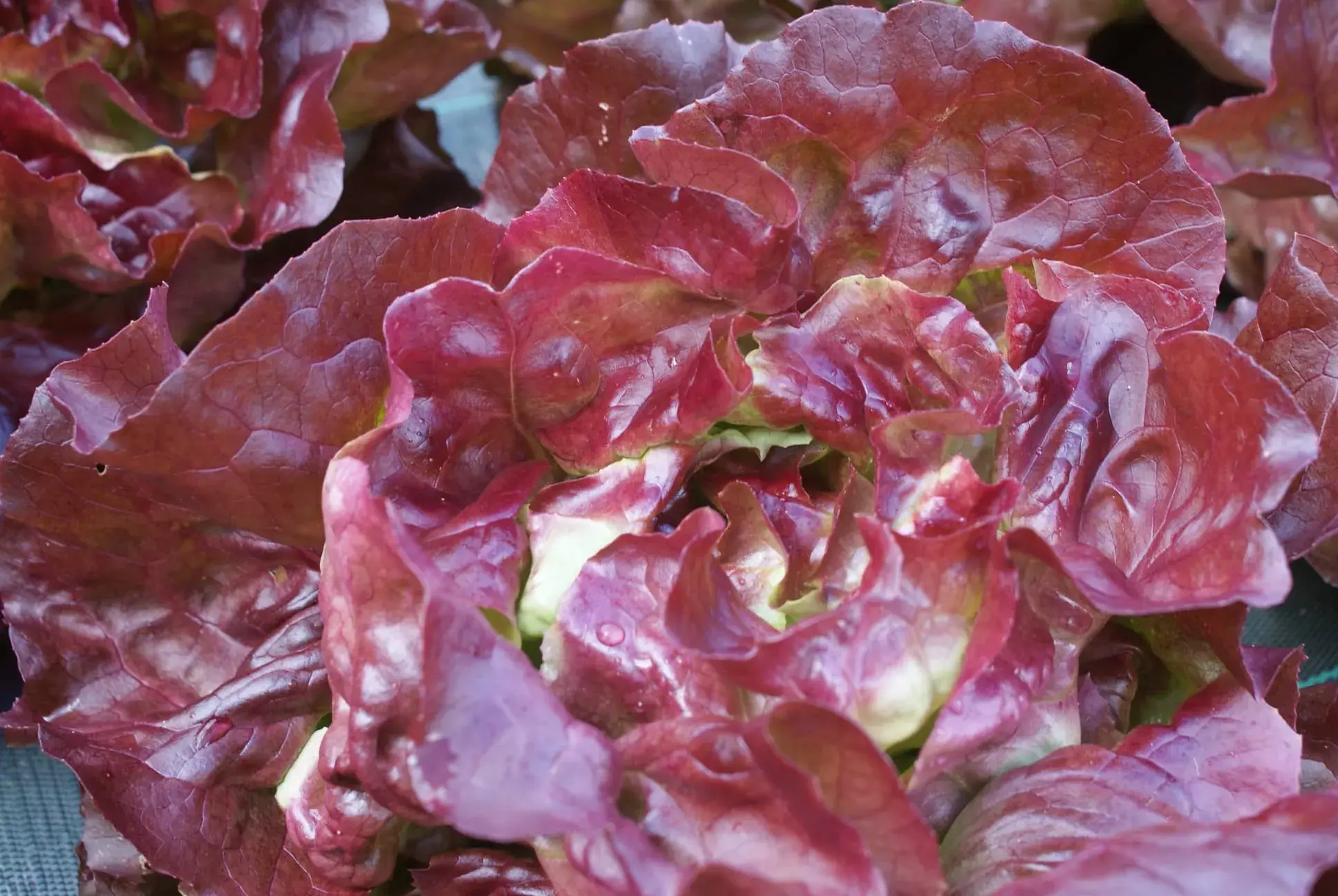 Coeur de feuille de chêne rouge