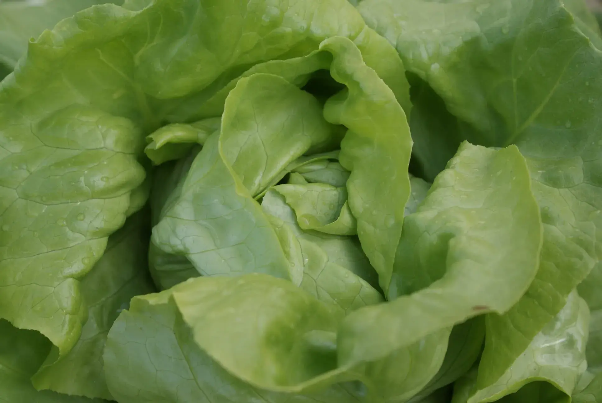 Coeur de laitue