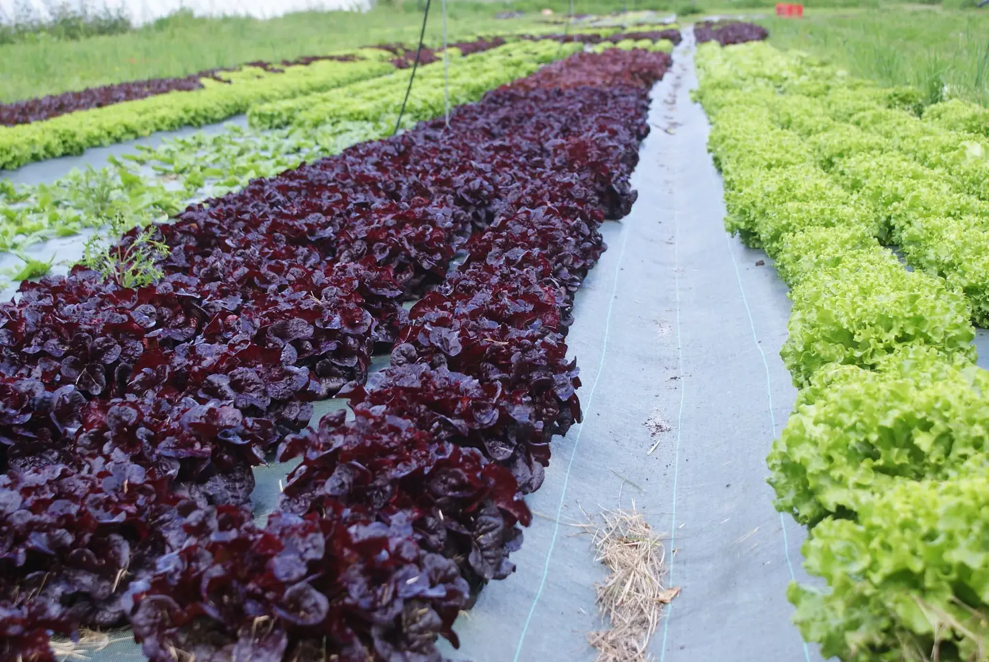 Rangées de salades