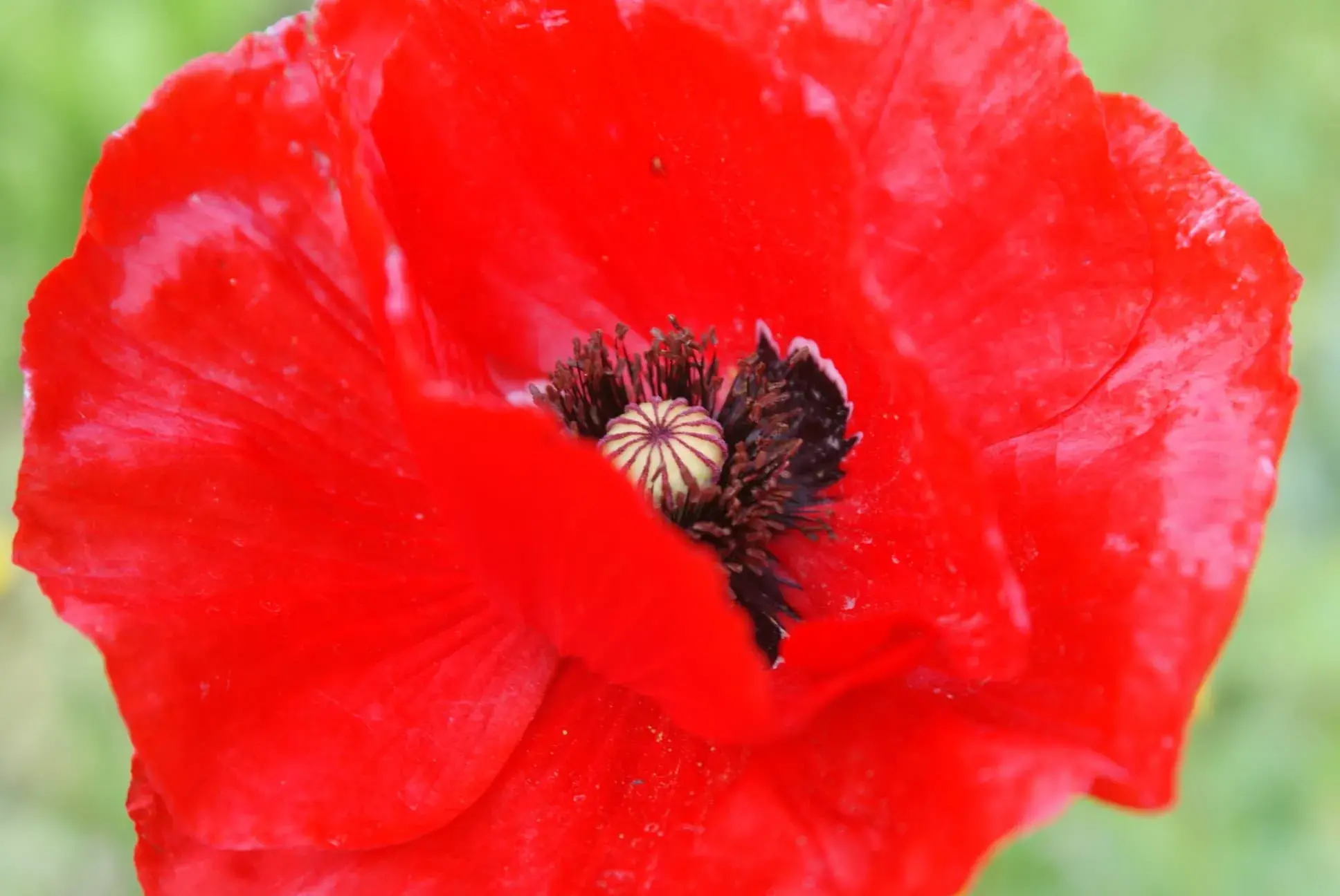 Macro d'un coquelicot