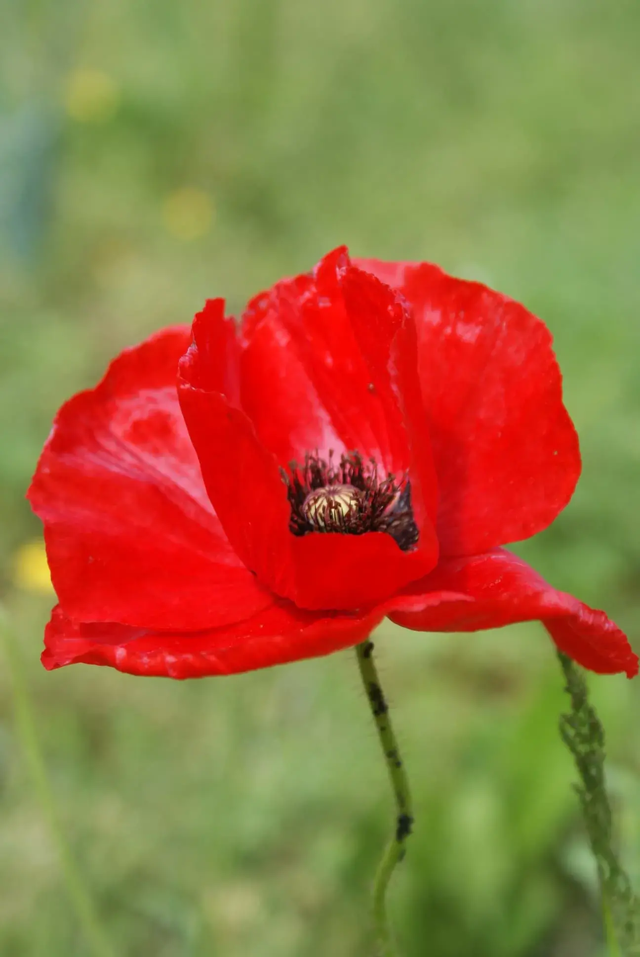 Coquelicot