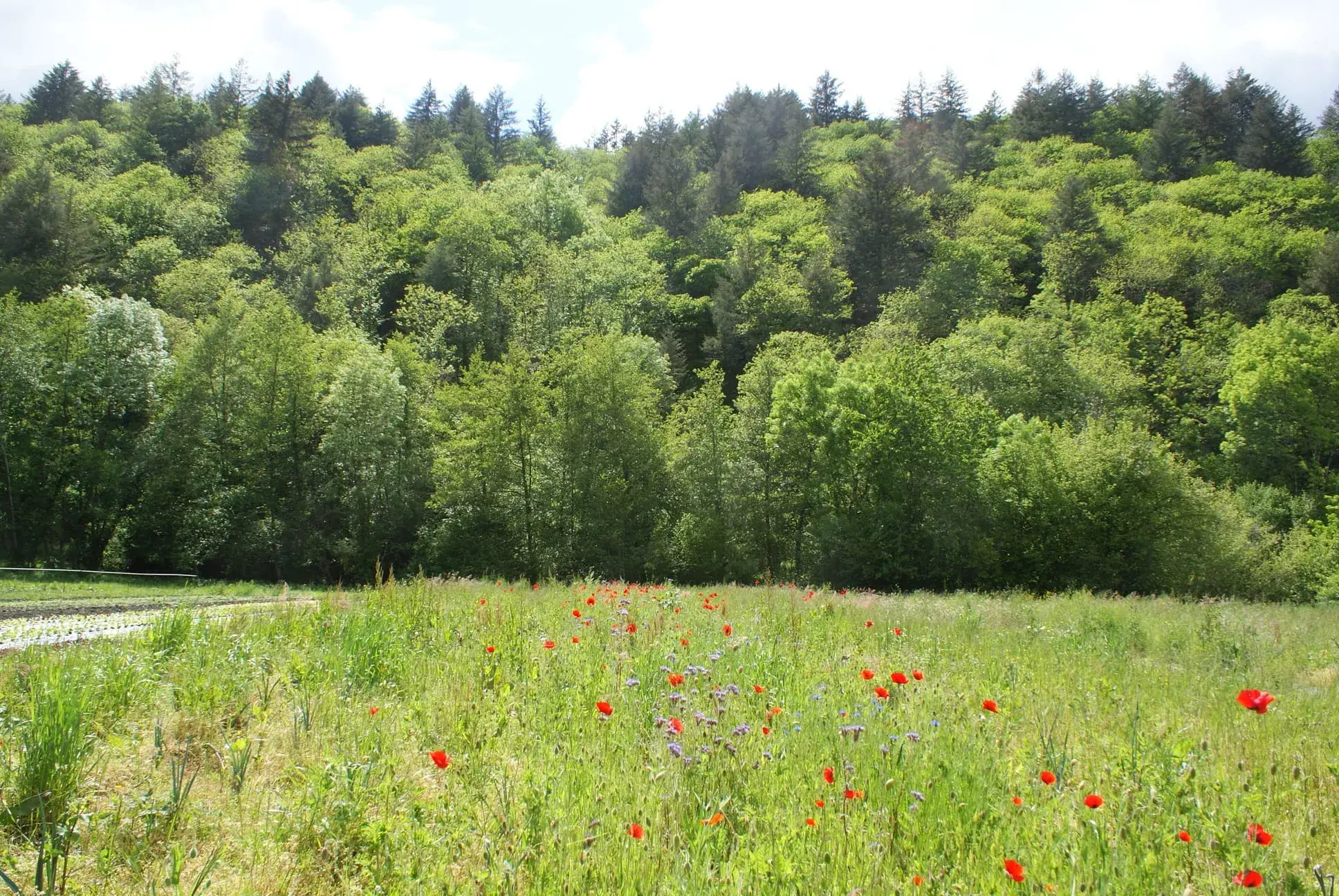 Champs de coquelicots