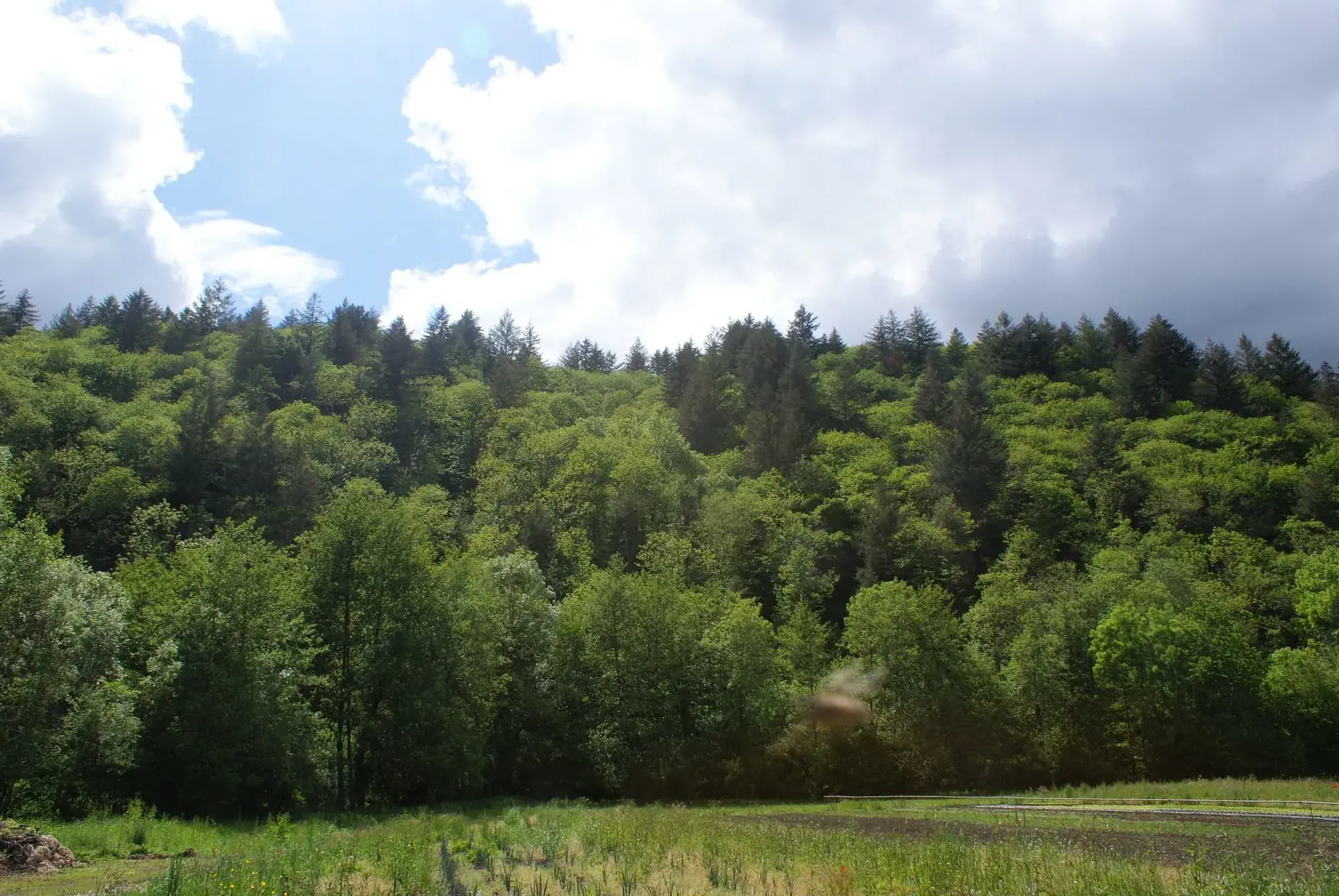 Nuages sur la forêt