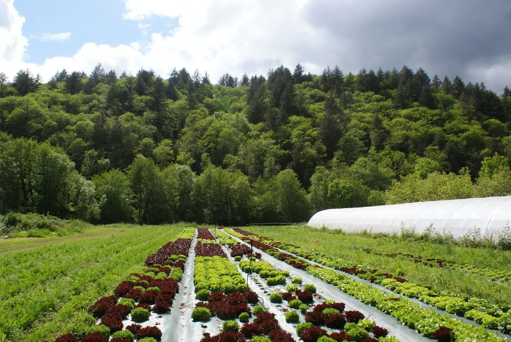Champs de salades illuminés