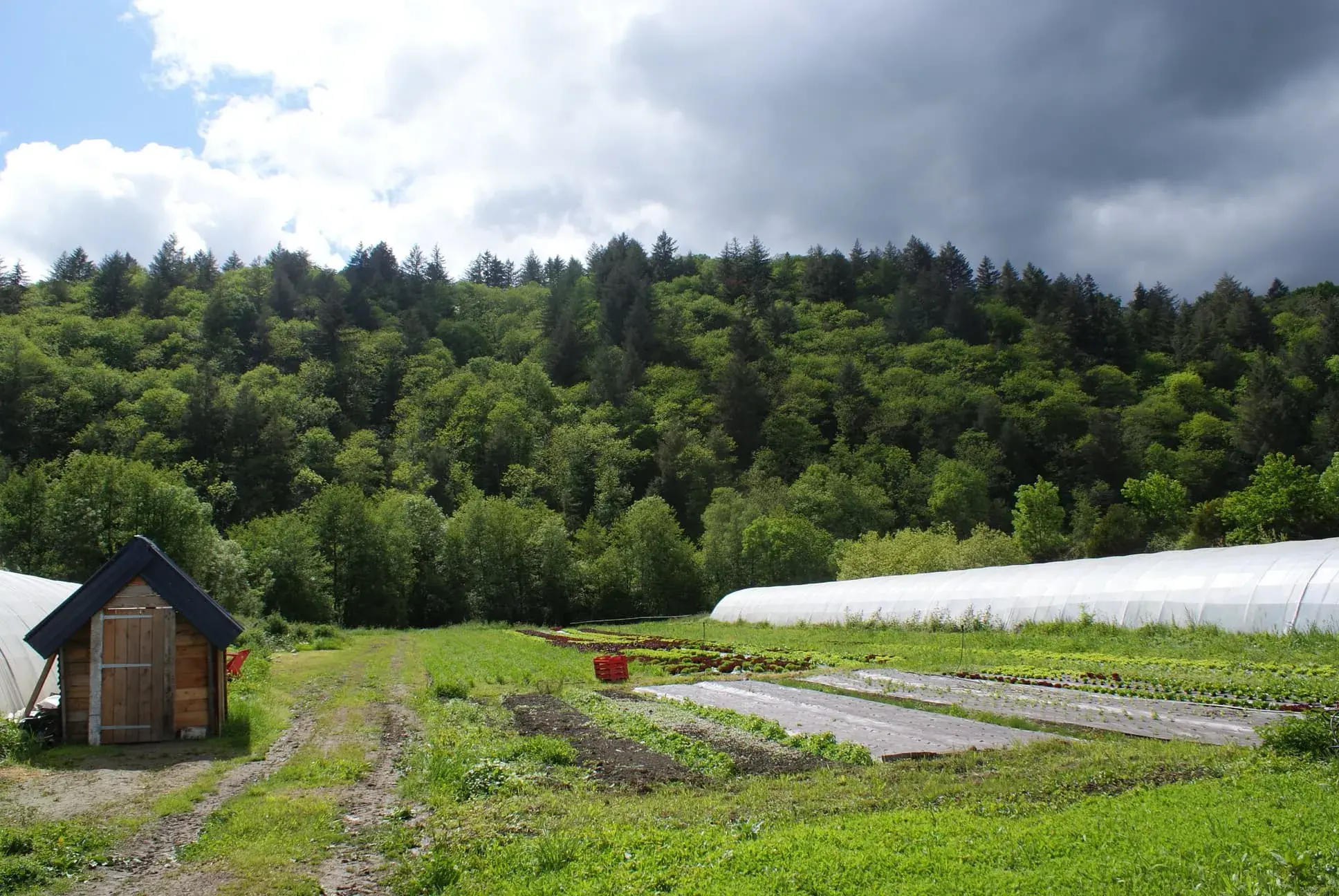 Cabane en bois