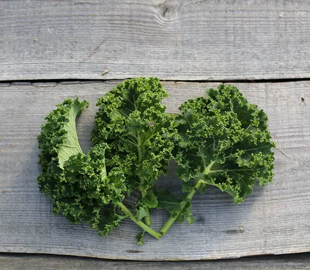 un chou kale